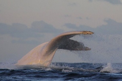 Phát hiện con cá voi lưng gù bạch tạng cực hiếm ở Australia